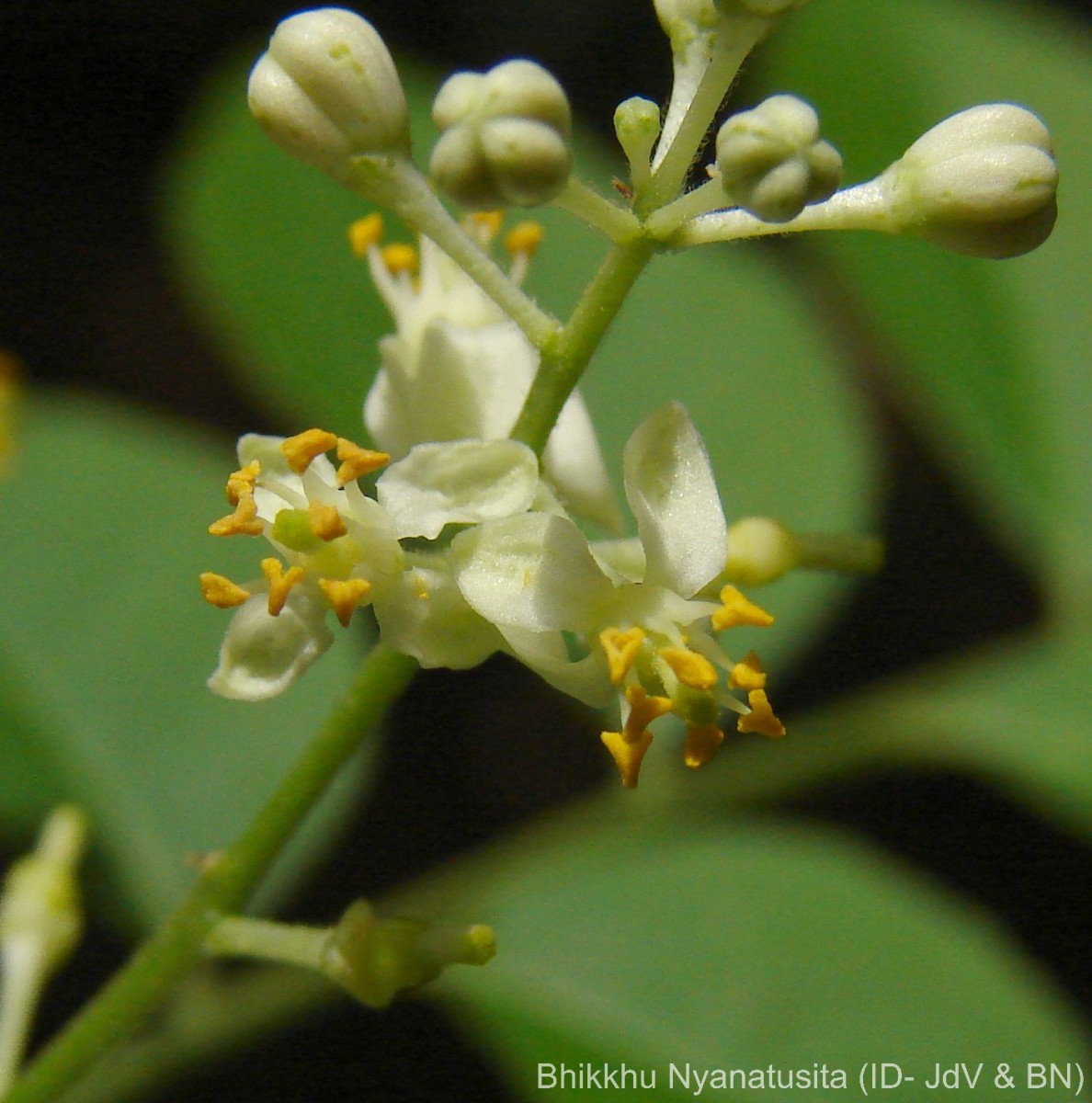 Clausena anisata (Willd.) Hook.f. ex Benth.